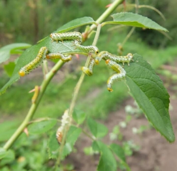 Гусеницы на розах: какие бывают, почему появляются и как спасти любимые ...