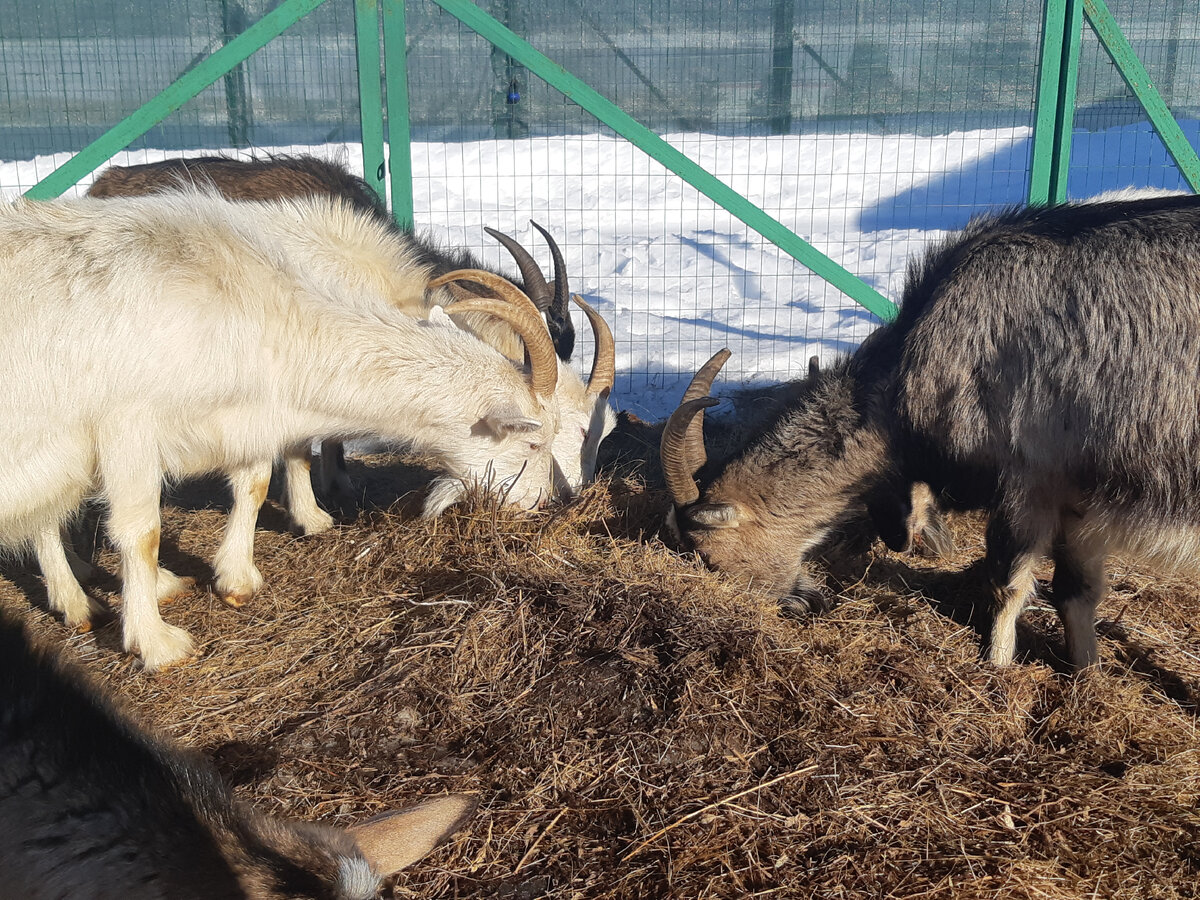 Гулять пока негде - везде снег, тусуемся на участке.
