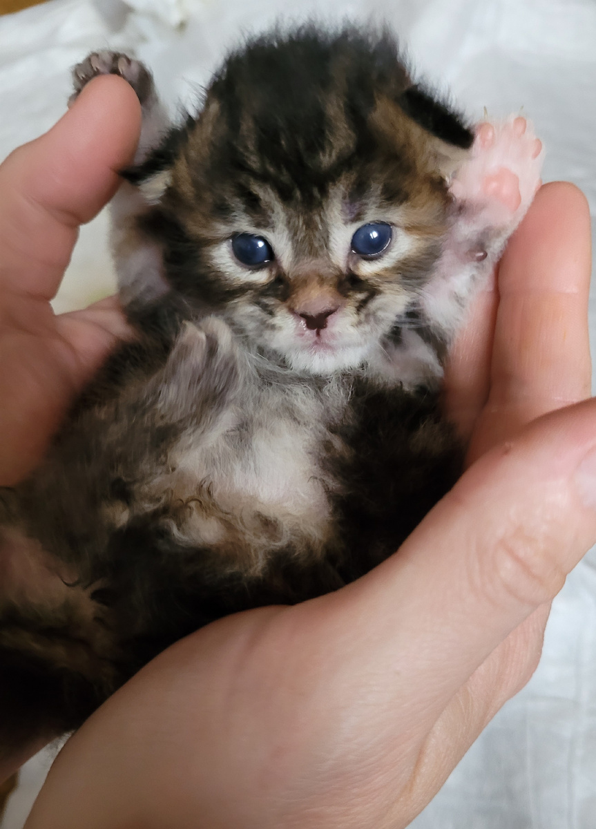 Неделя жизни. 