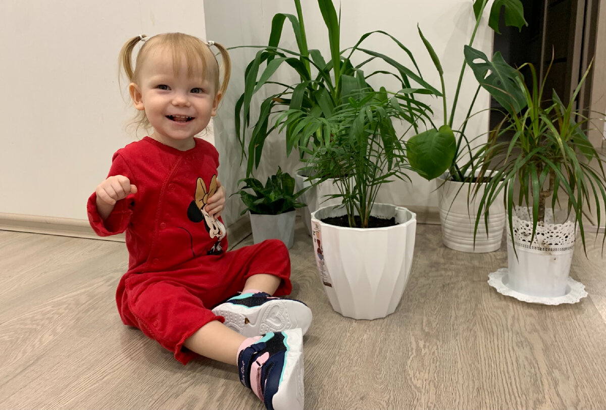 Комнатные неприхотливые растения у меня дома.