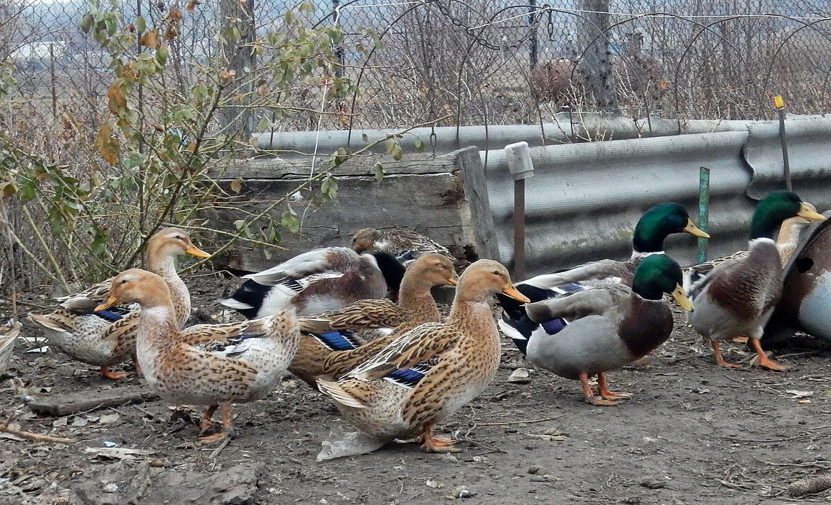 Пекинская утка