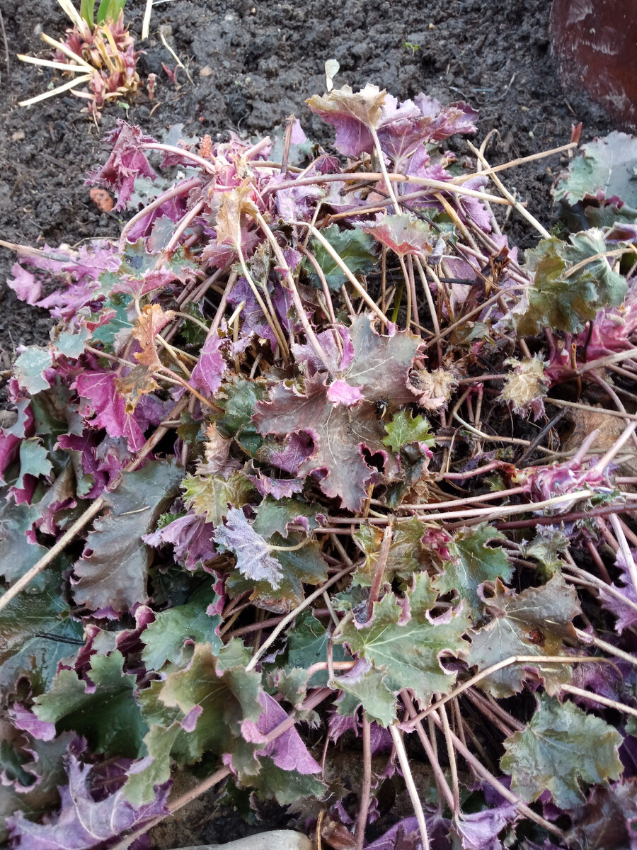 На первый взгляд всё неплохо, но посмотрим на побеги