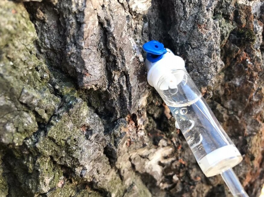 сбор березового сока с помощью капельницы