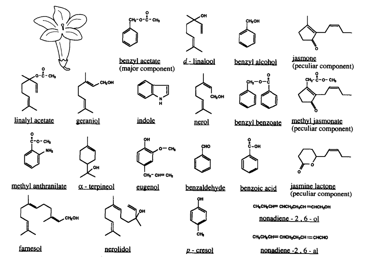 Пахучие вещества жасмина
Kensaku Mori & Yoshihiro Yoshihara /Progress in Neurobiology, 1994
