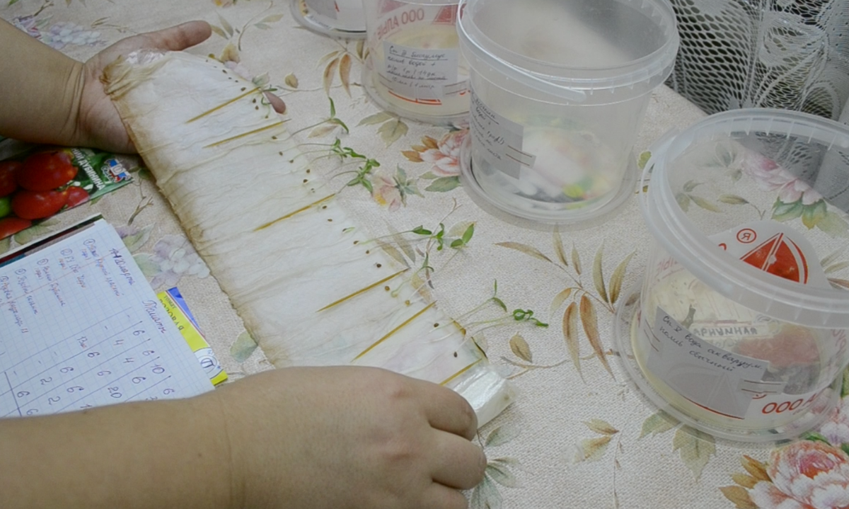 Результаты проращивания семян томатов в аквариумной воде. Я заглубила семена по семядольные листочки, позволив образоваться дополнительным корням на стебле.