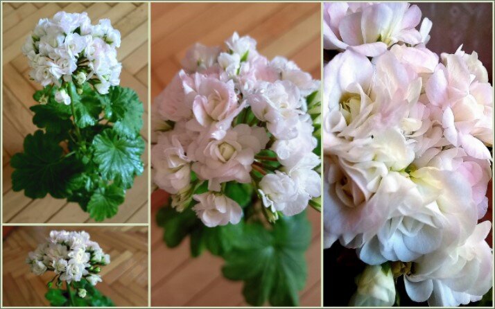 В период цветения радующий пышными и объемными нежно-розовыми бутонами в форме розочек.  