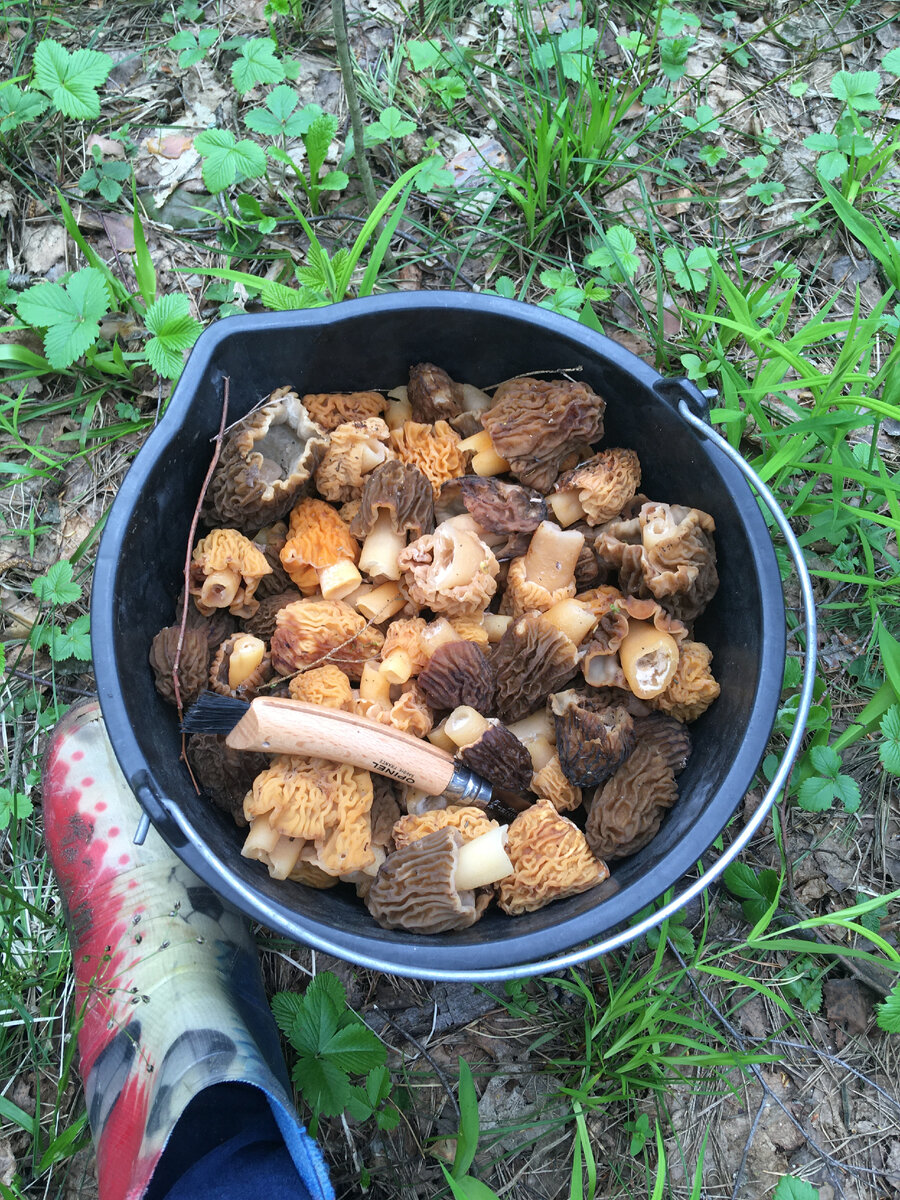 Сморчковая шапочка/Verpa bohemica 