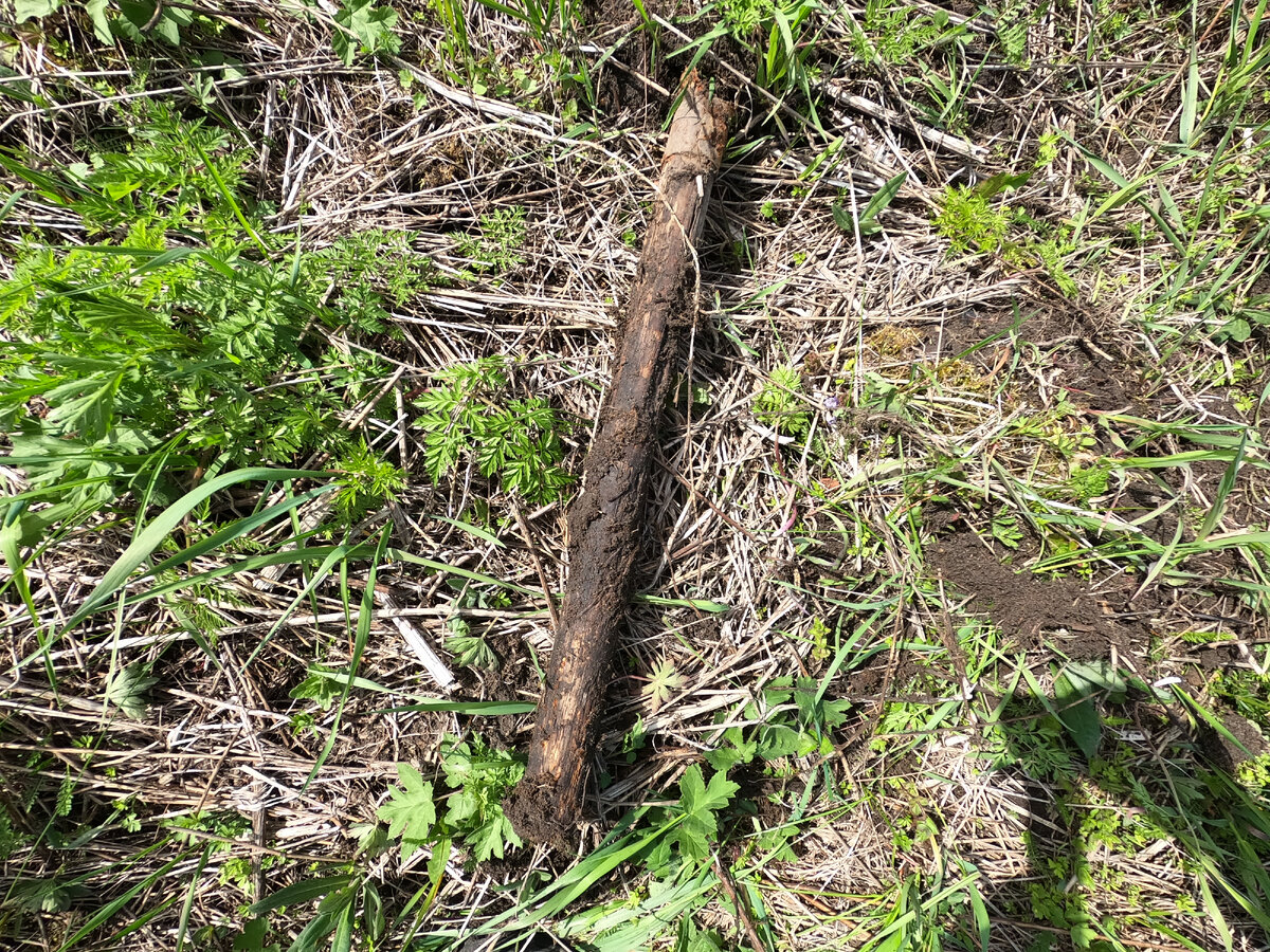 Сломанный черенок.