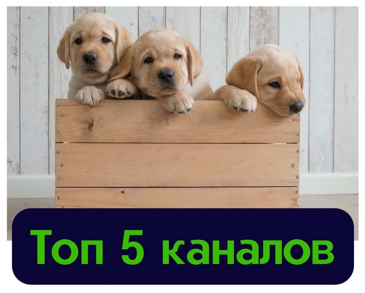  Изображение взято из открытых источников интернета. 