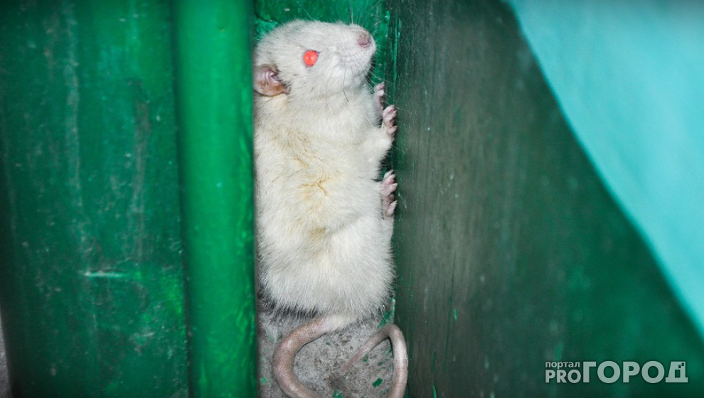 Волонтёры центра реабилитации крыс сообщали, что в начале 2020 года им ежедневно поступало от 2 до 5 звонков в день. Тогда как раньше обращения поступали несколько раз в неделю. 