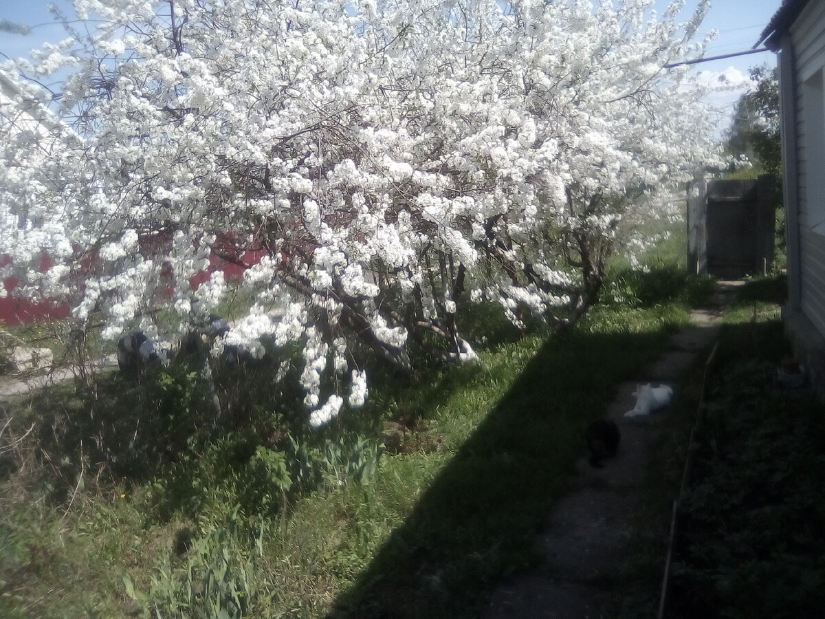 Фото дома не сохранилось, это палисадник, видно дом немного справа, вишня шикарная, сетка рабица и калитка уже наши, кошка наша белая 