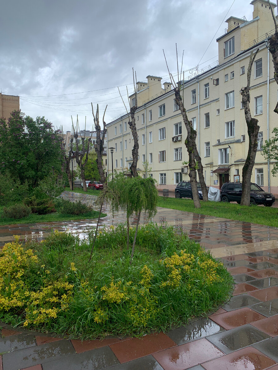 Фото Аллы Анискиной. Сквер. Растения ждут тепла.