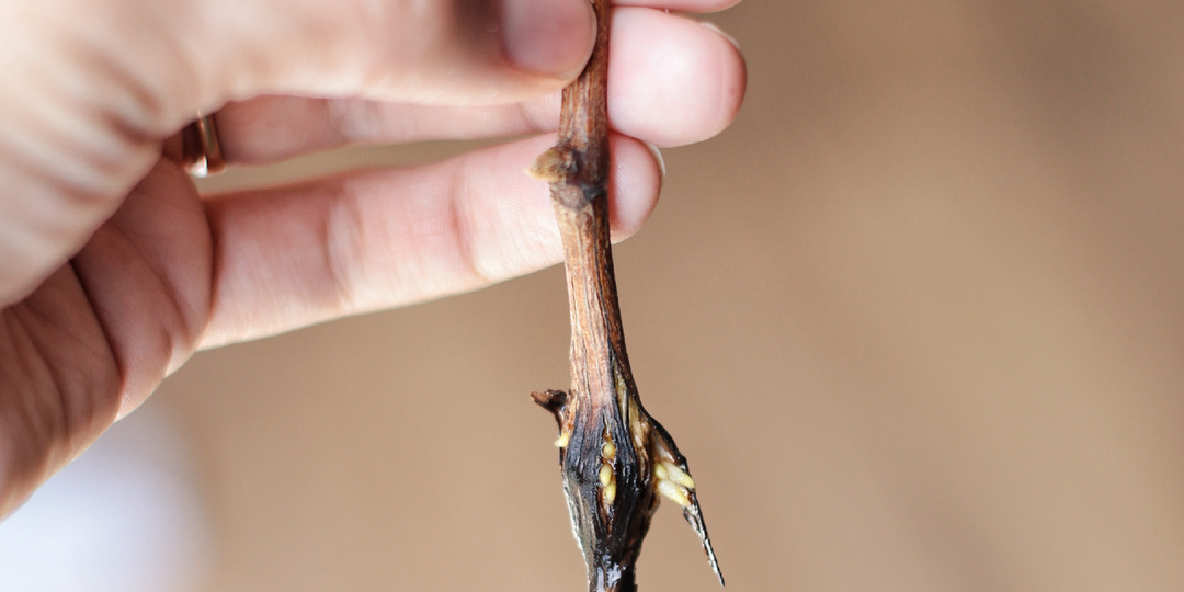 Огород на Кубани 29.05.22г Краткий обзор.