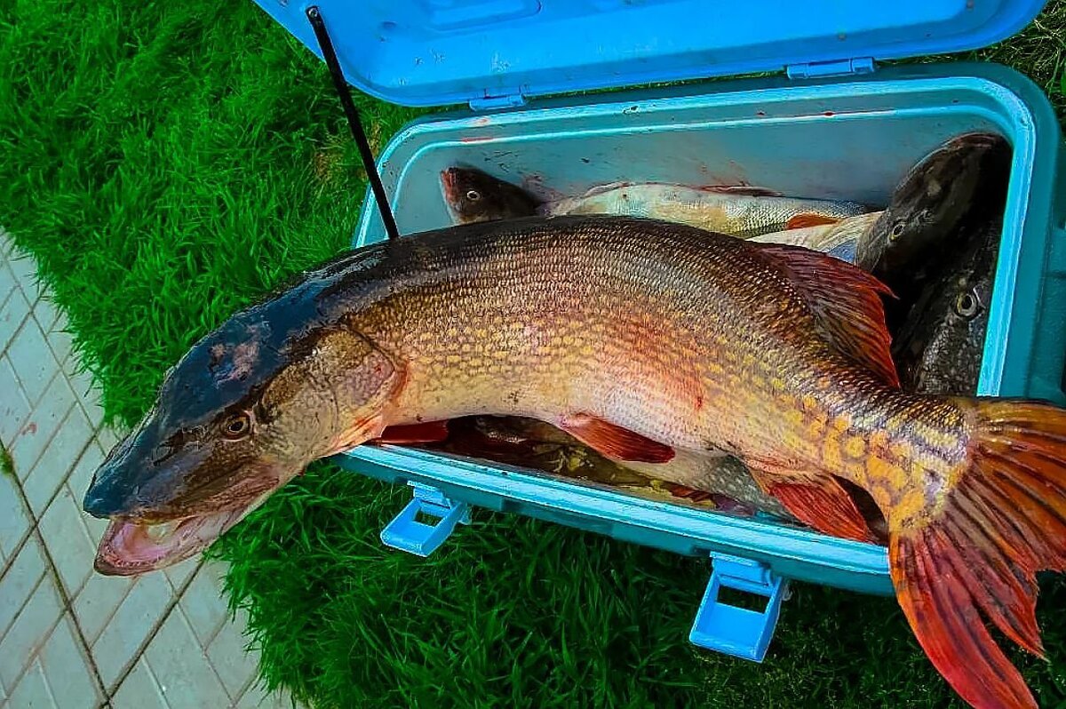 Фото из открытых источников "Яндекс картинки"