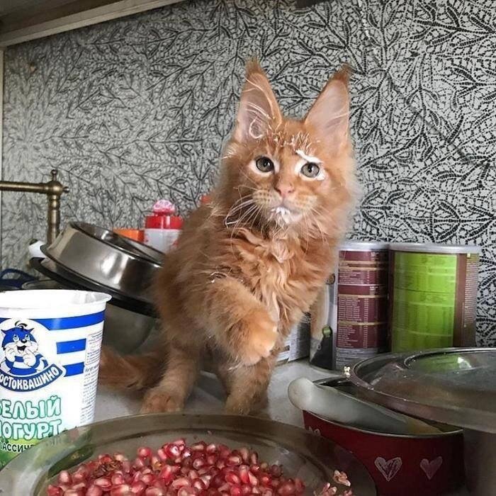 Сметана и кот картинки