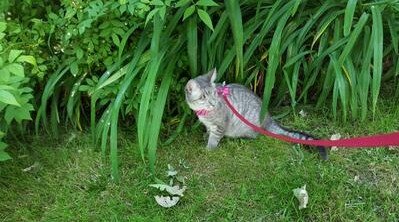 Келли на прогулке