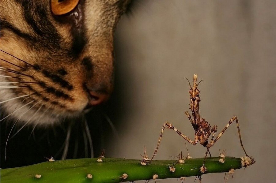 Яндекс картинки. Кузя и комар.