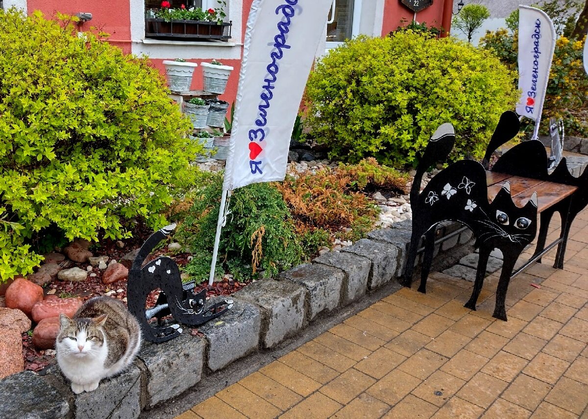 Настоящие коты соседствуют с дизайнерскими фигурками кошек  