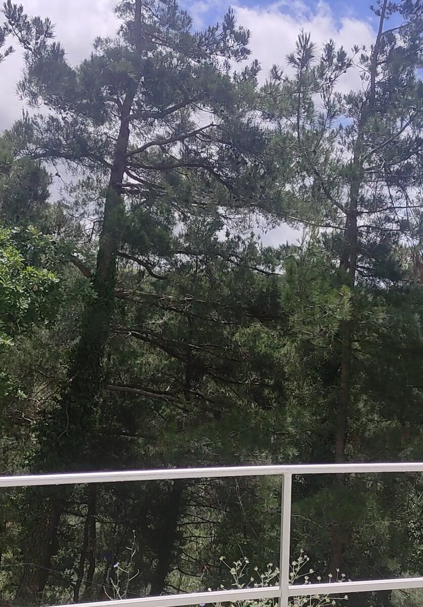 Вот такой вид был из нашего номера на 5х. И всего 1600 руб. за сутки (напрямую было бы ещё дешевле).