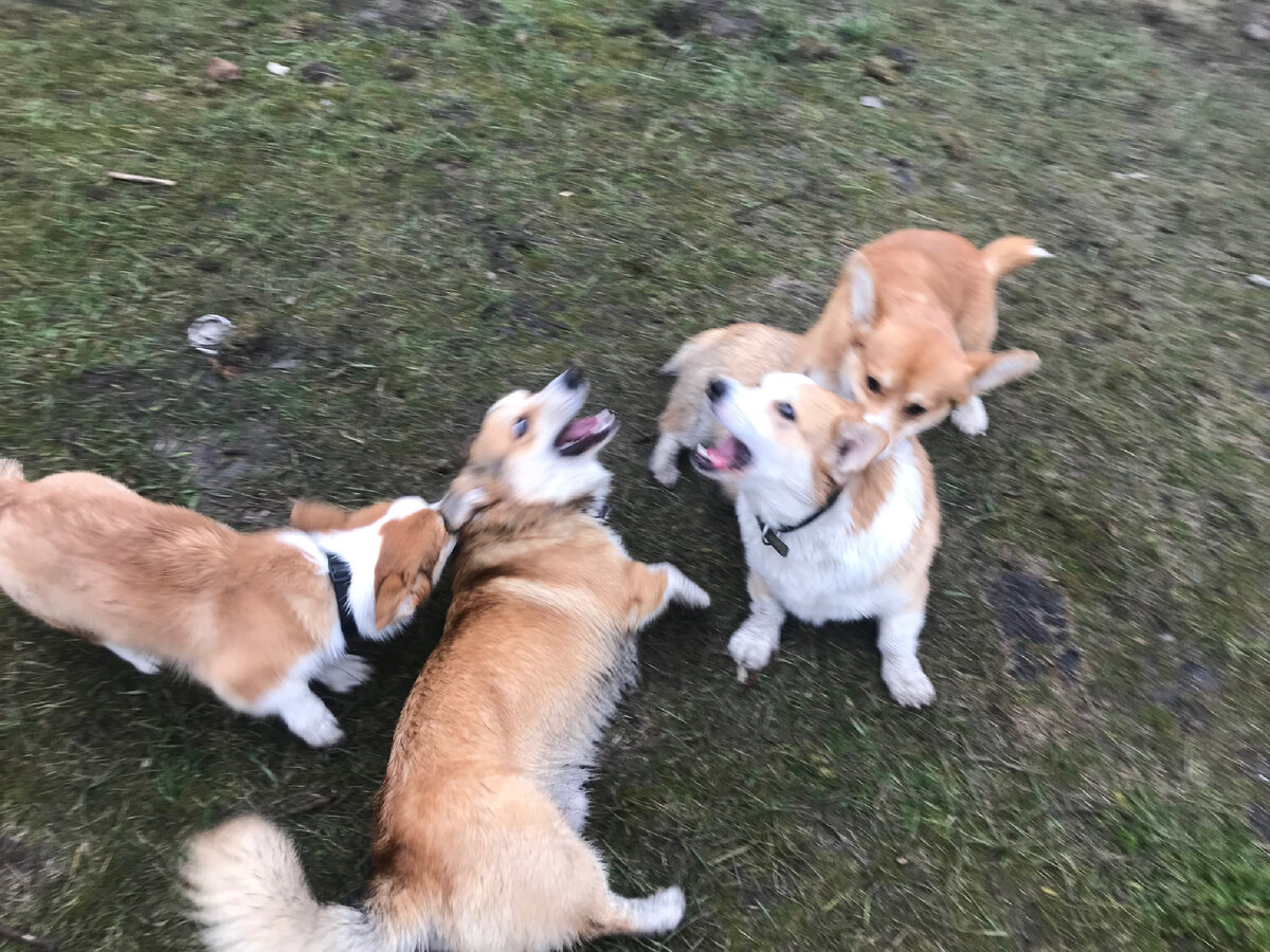 Корги-компания, фото из личного архива