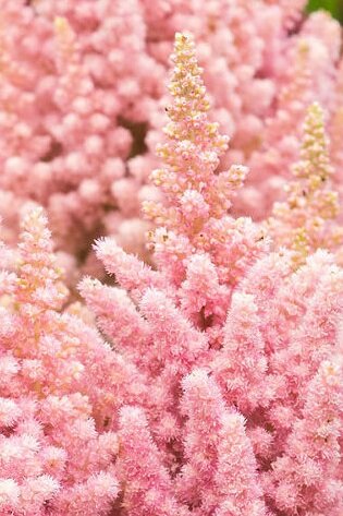 Астильба Вижн инферно