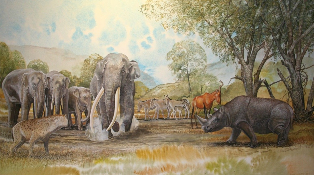 Азиатский прямобивневый слон: Титан, претендующий на звание крупнейшего наземного млекопитающего! Был в 2 раза больше современных слонов3