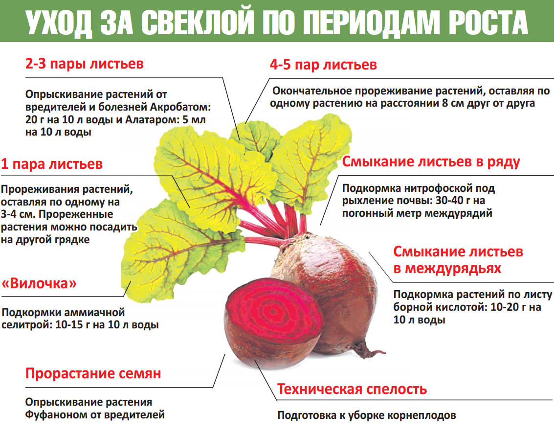 Чтобы свекла была сладкой чем поливать. Схема подкормки свеклы. Схема подкормки свеклы в открытом грунте. Таблица подкормки овощей в открытом грунте. Шпаргалка огородника.