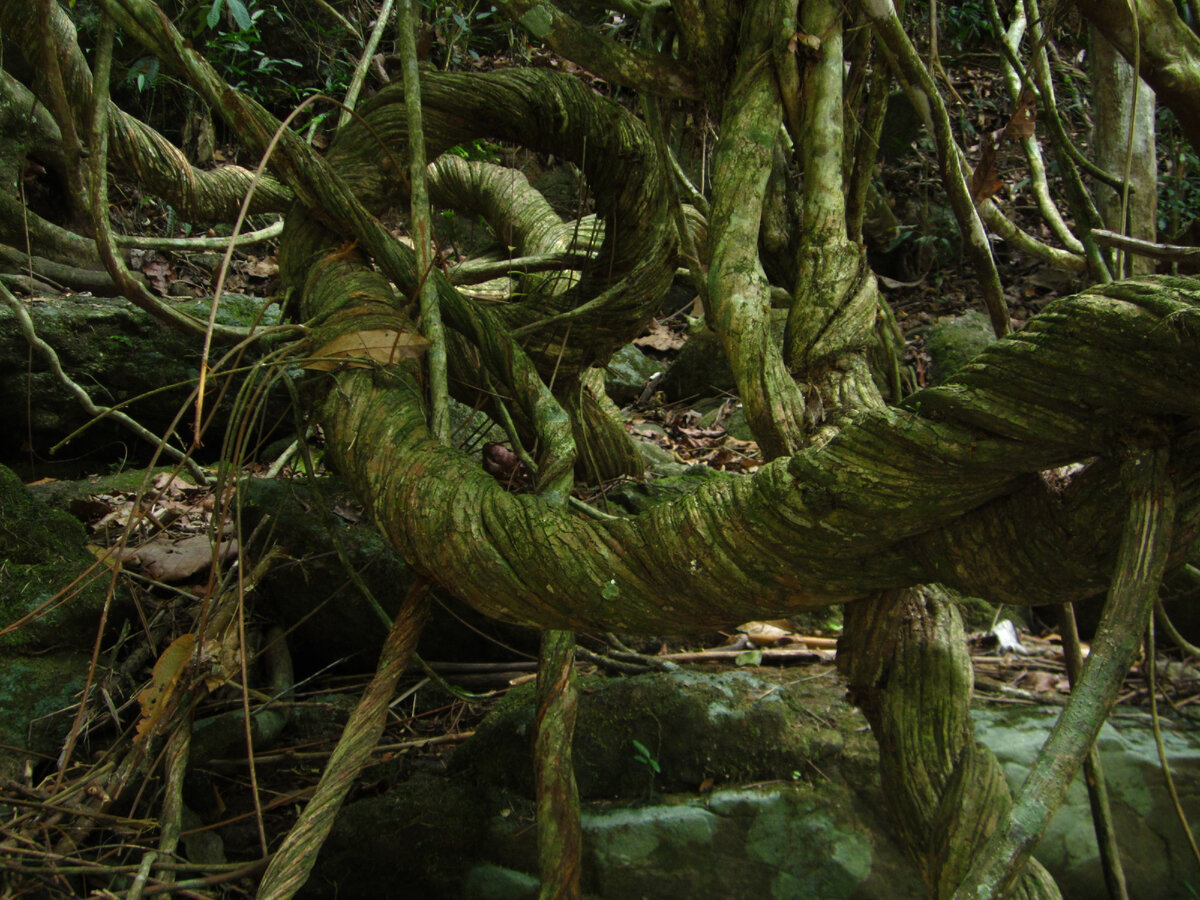 Большое количество лиан. Мшистый лес Малайзия. Эстетика джунгли лианы. Огромное тропическое дерево.