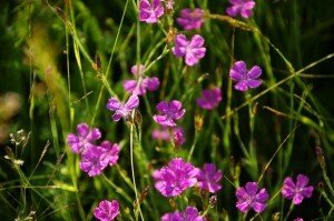 Гвоздика полевая богата: витамином С, флавоноидами, сапонинами, алкалоидами, кумаринами. Это растение обладает: противовоспалительным, кровоостанавливающим, успокаивающим, моче- и желчегонным действиями.
В народной медицине гвоздику полевую рекомендуют при: