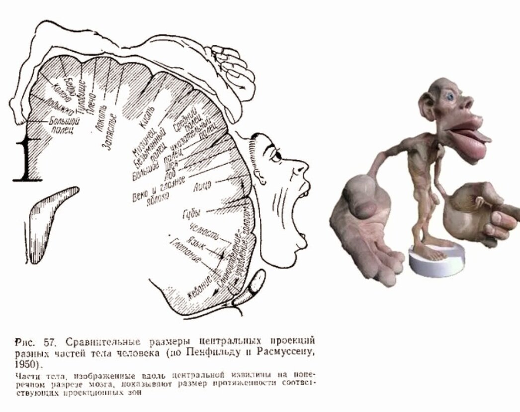 Вот так должен выглядить человек, если бы совпадали 1:1 проекции частей тела и участков коры головного мозга, отвечающие за их действтия