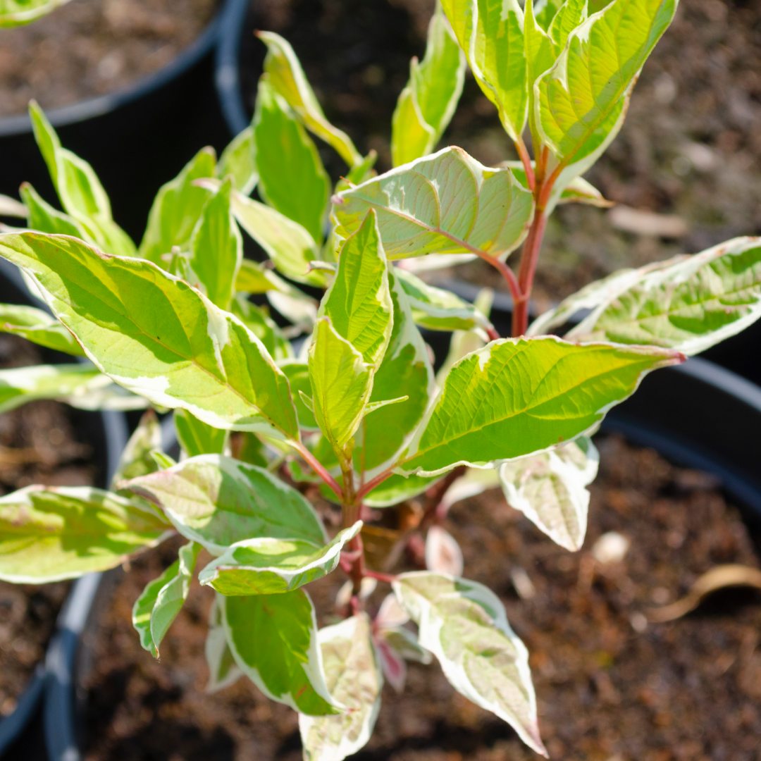 Питомник растений "Венев"