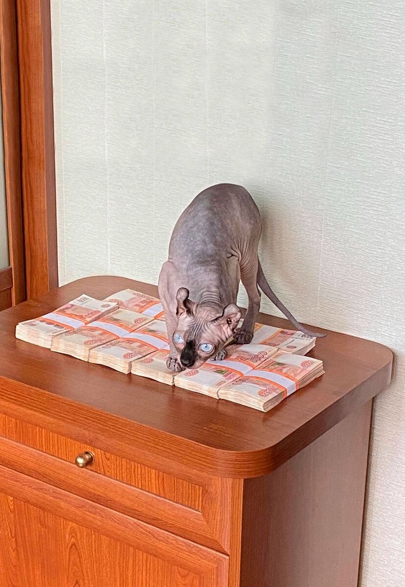 Жмот, Мот и Неудачник