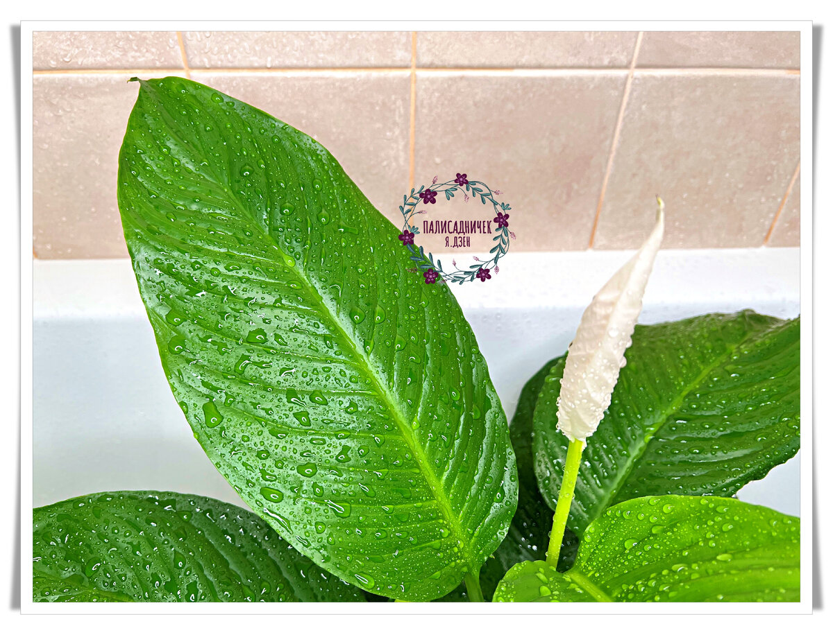 Фото для отдохновения глаз...