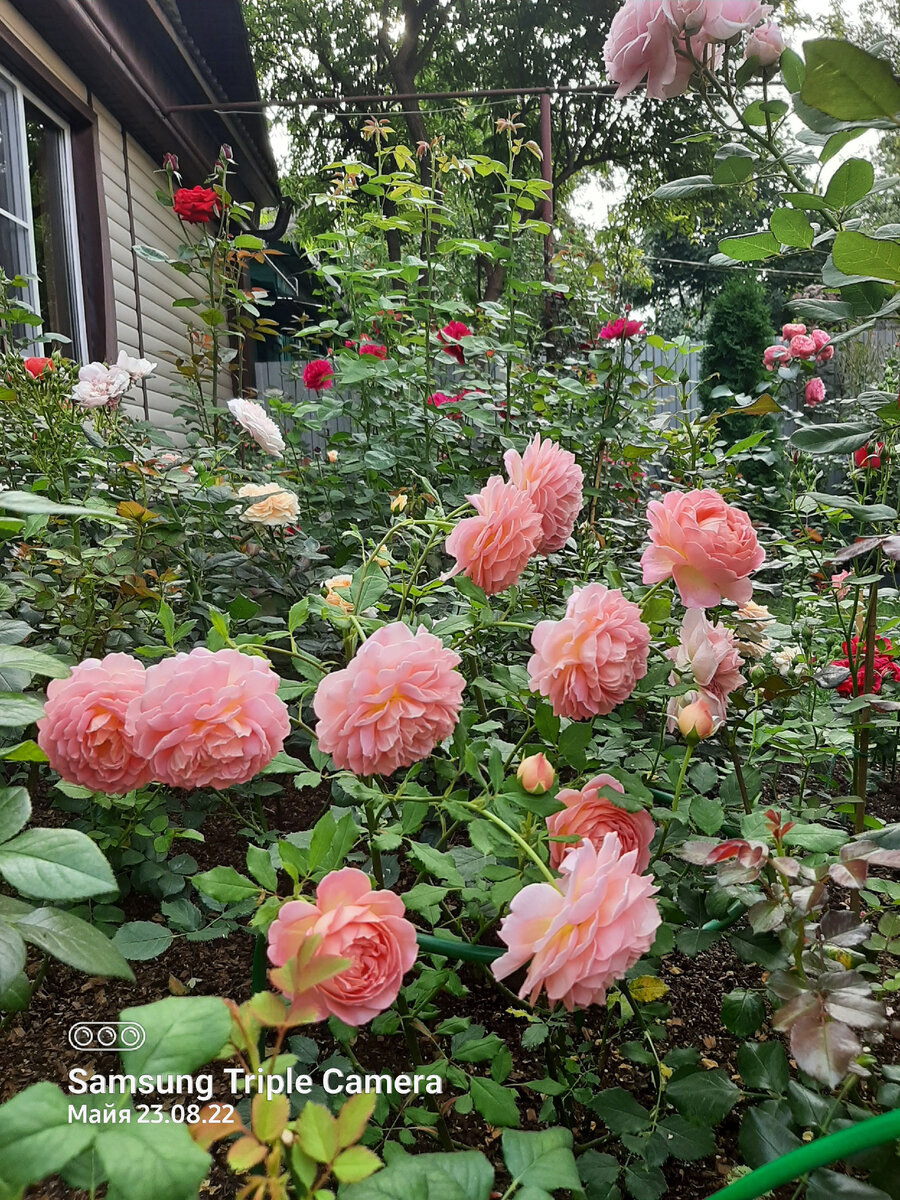 Джубили Селебрейшн/ Jubilee Celebration 