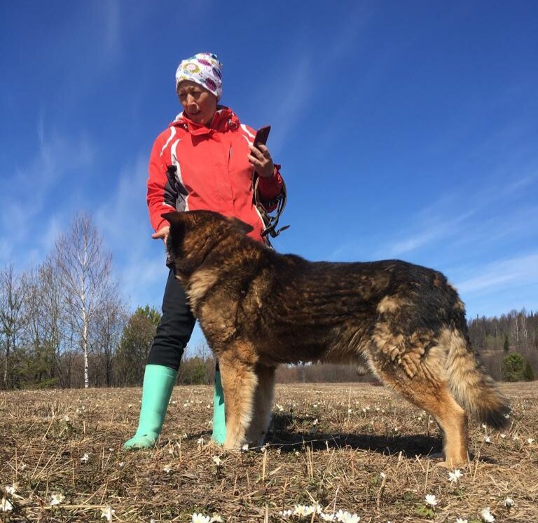 Слепой пес Мухтар. Научился гулять без поводка. Ходит за Аллой по пятам.