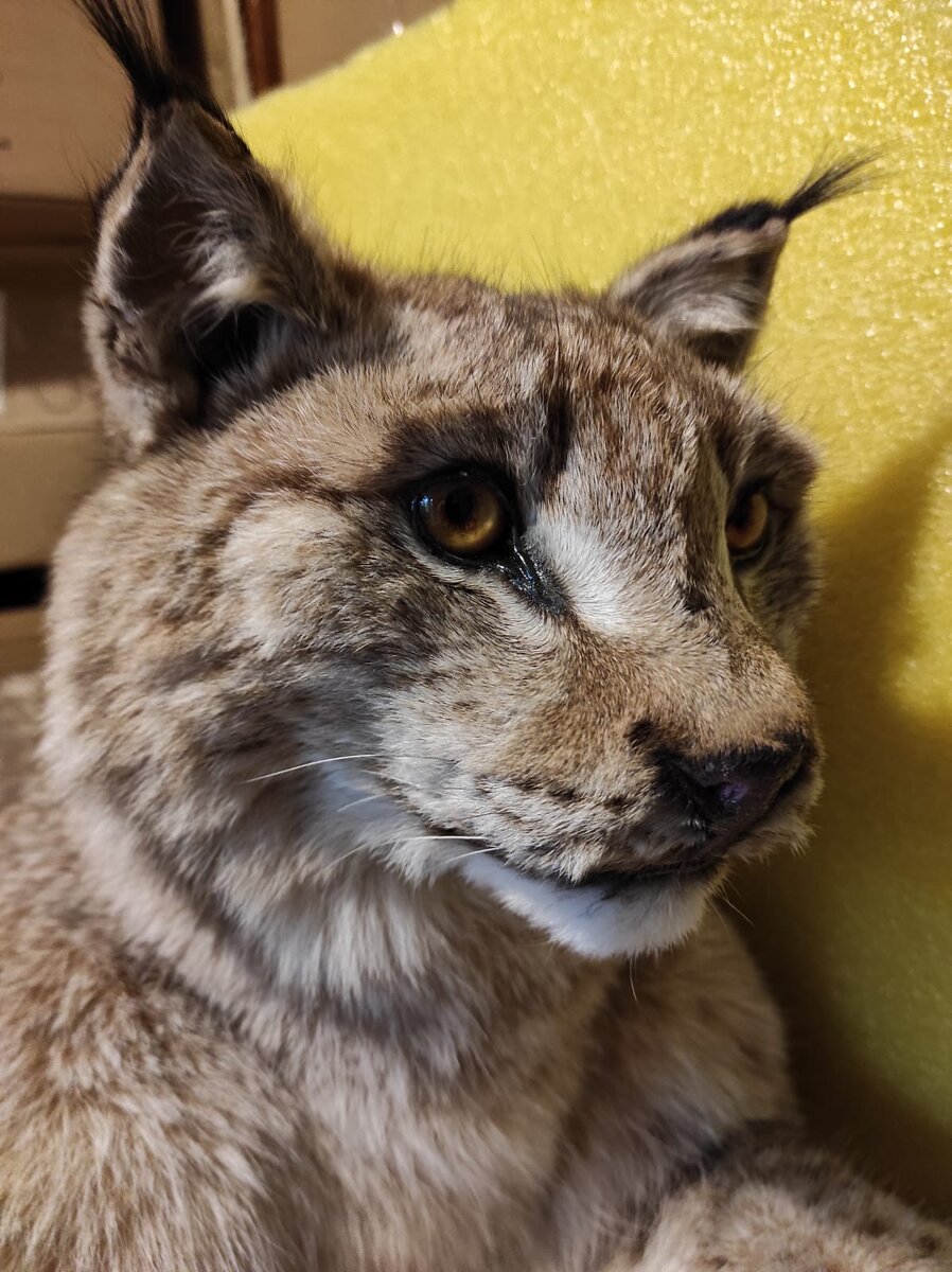 Рассказ "Рысь"