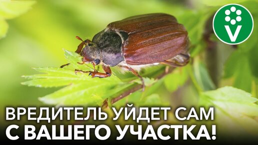 Как избавиться от личинок майского жука в почве? Три способа для борьбы ...