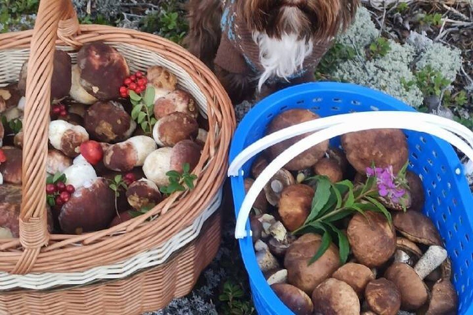     Петербургские грибники устроили скандал в соцсетях из-за фото корзинок полных грибов из Карелии  СОЦСЕТИ