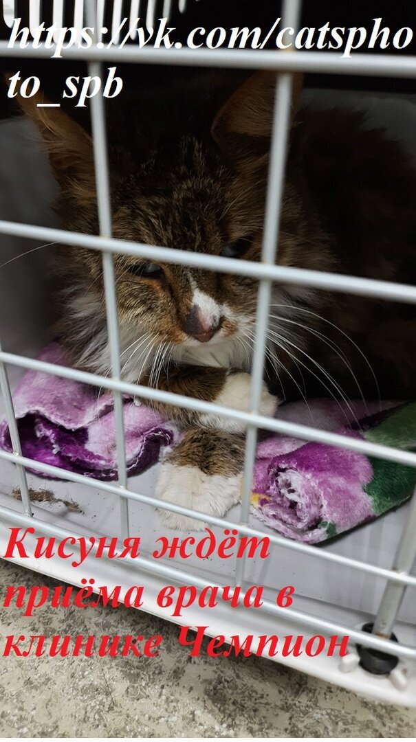 В ожидании приема в ветклинике