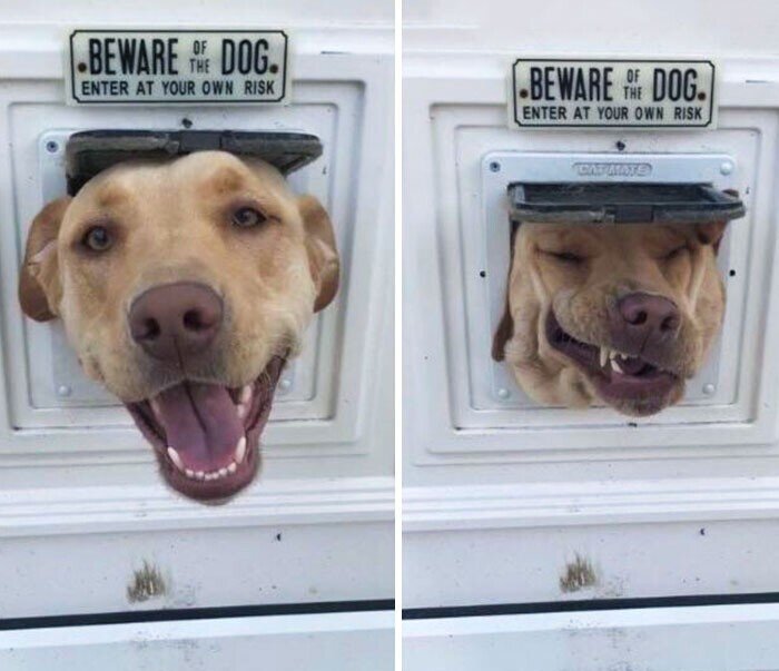 Иногда куда-то залезть кажется простым и хорошим решением. Но потом ведь надо оттуда вылезать...