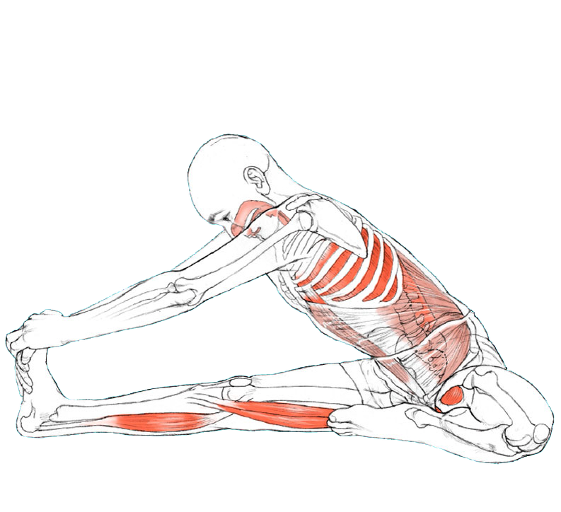 Пашчимоттанасана анатомия йоги. Растяжка портняжной мышцы. Портняжная мышца упражнения на растяжку. Растяжка портняжной мышцы бедра.