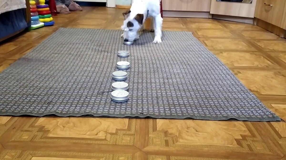 Ноузворк для собак: полезность и подходящие породы