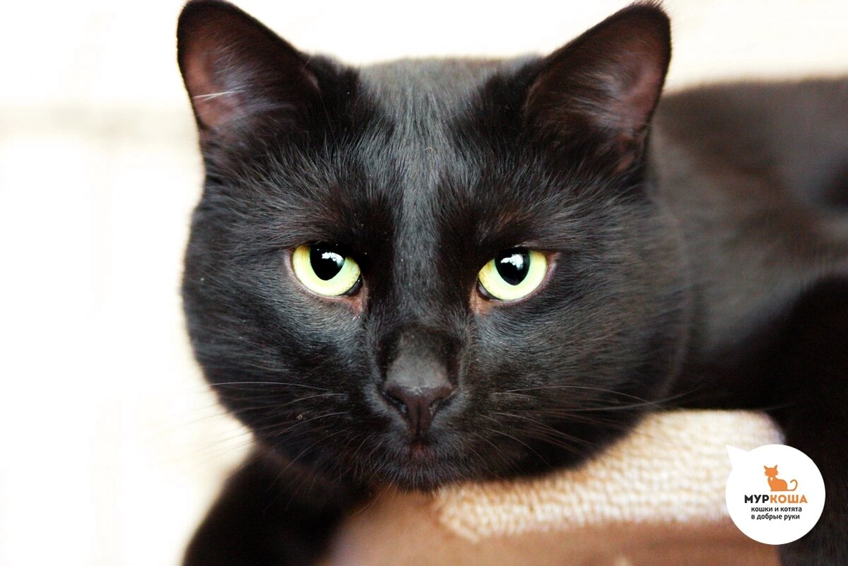 Зеленоглазого красавца Эванса нашли на улице.