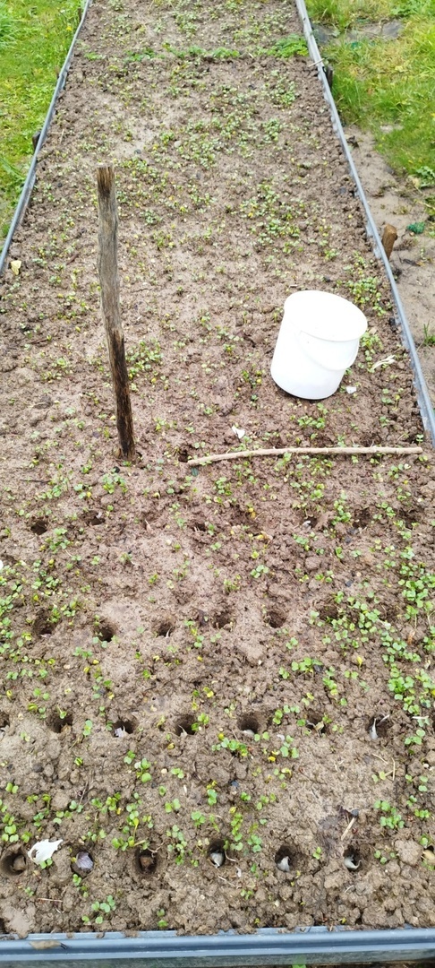 Размечаю и сажаю одновременно, по взошедшим сидератам. Лунки делаю в шахматном порядке.