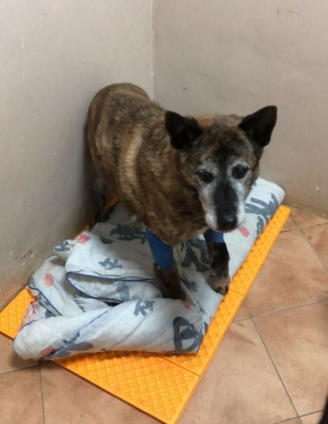 купили Поле амортизирующий матрасик, но она выгнала на этот матрасик Гаврюшу, а сама спит на кровати вместе с Миссури