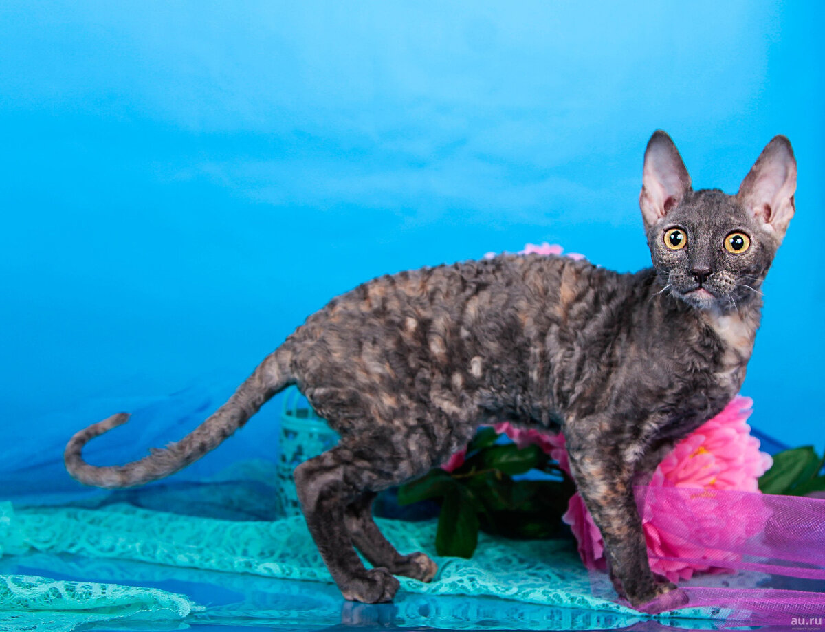 Фото: chudo-prirody.com