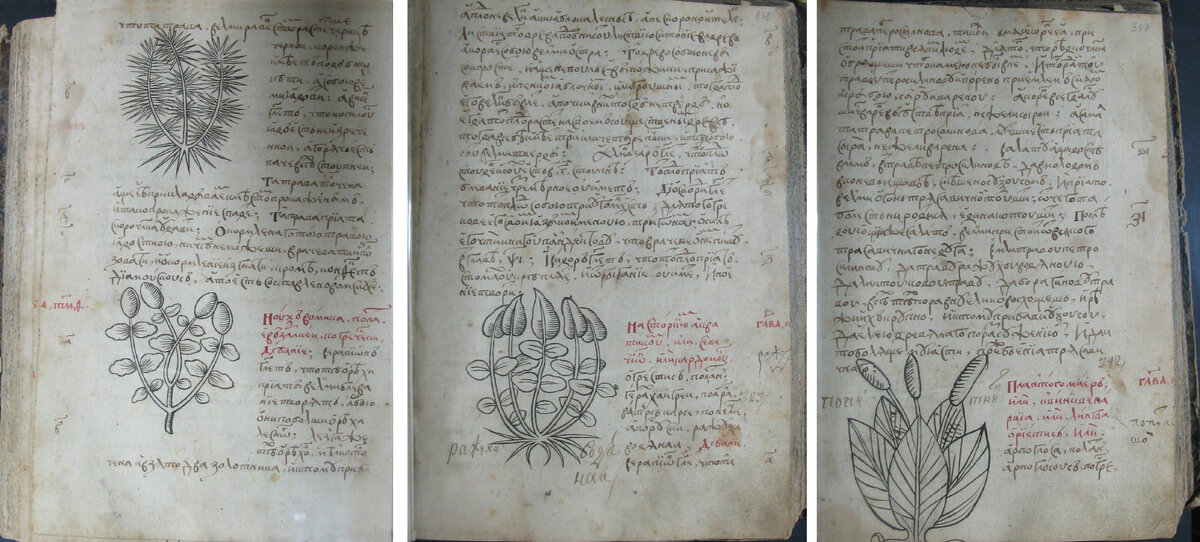 Страницы травника 1534г 
