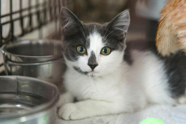 Находится в Кожуховском приюте в Москве  www.vao-priut.info