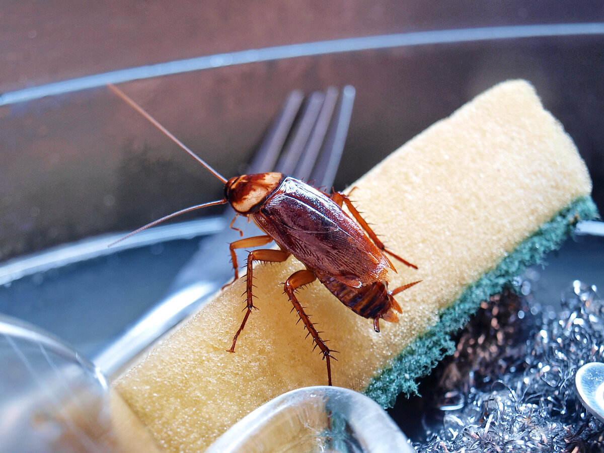 Почему появляются тараканы в квартире, если дом чист