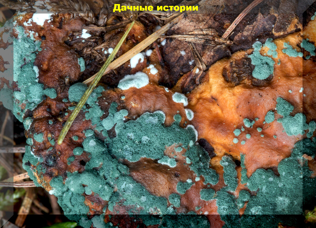 https://vk.com/photo-159774511_457256924